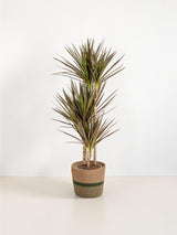 Dracaena Marginata Magenta avec cache-pot