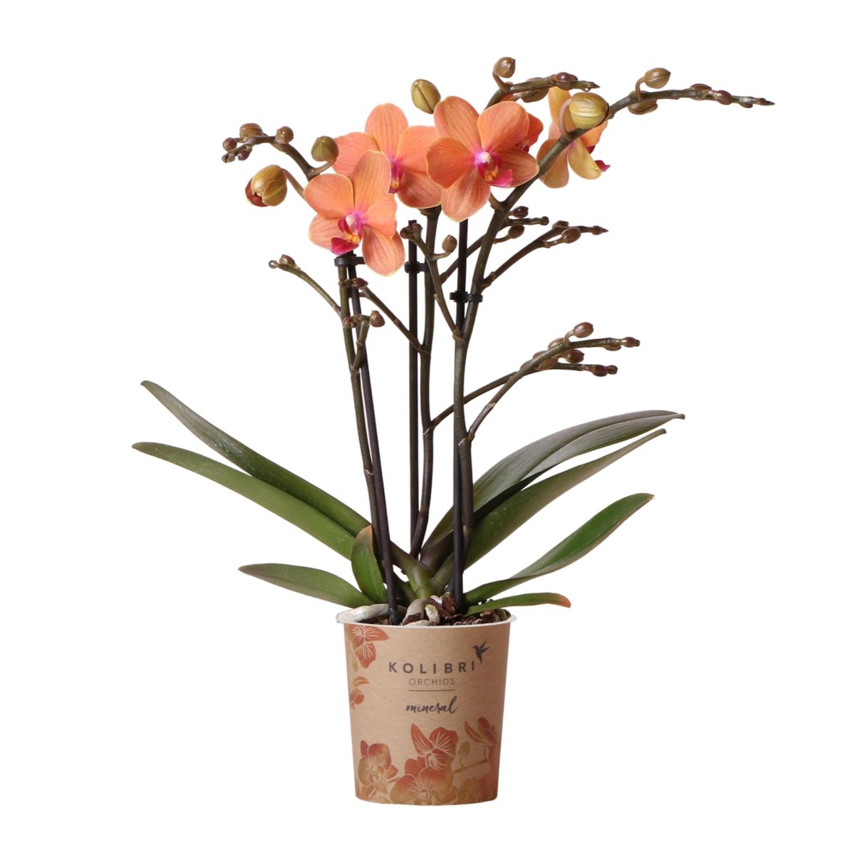 Orchidée Bolzano orange - Phalaenopsis - H 35 cm, pot Ø9 cm