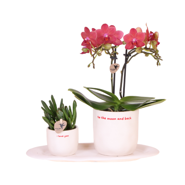 Coffret Love You - orchidée Congo rouge et plante verte en cache-pots - H 35 cm