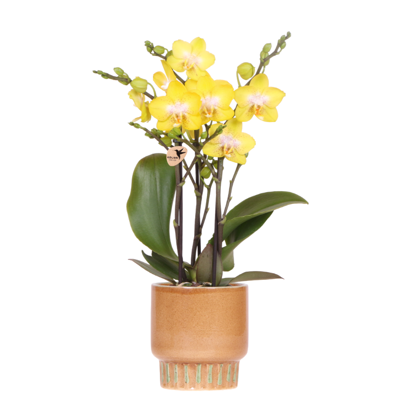 Orchidée Phalaenopsis jaune Blossom Albenga avec cache-pot Bold cognac - H 40 cm, pot Ø9 cm