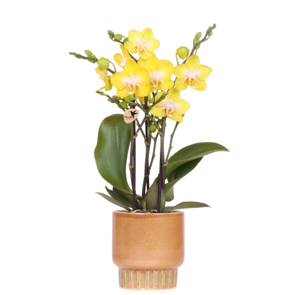 Orchidée Phalaenopsis jaune Blossom Albenga avec cache-pot Bold cognac - H 40 cm, pot Ø9 cm