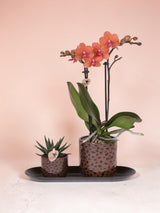 Coffret orchidée orange Mineral Bolzano et succulente - cache-pots léopard et plateau - H 40 cm