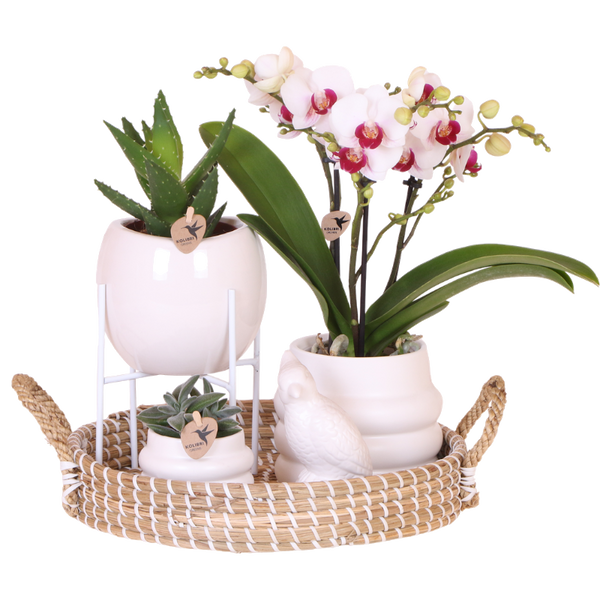 Coffret orchidée blanche Mineral Gibraltar et 2 succulentes - cache-pots Bubble, support et plateau - H 40 cm