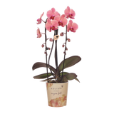 Kolibri Orchids | Zalmroze orchidee potmaat Ø12cm | Narbonne | bloeiende kamerplant - vers van de kweker
