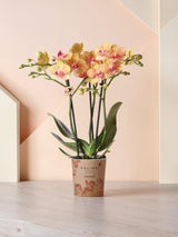 Orchidea arancione e il suo vaso da fiori - h35cm, Ø9cm