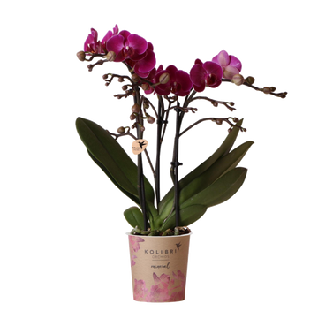 Orchidea viola e il suo vaso da fiori - h35cm, Ø9cm