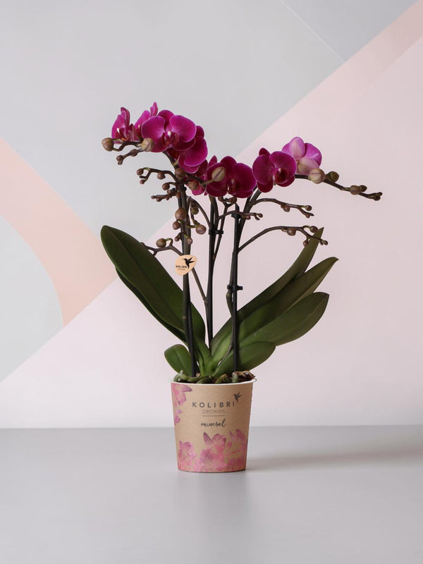 Orchidea viola e il suo vaso da fiori - h35cm, Ø9cm