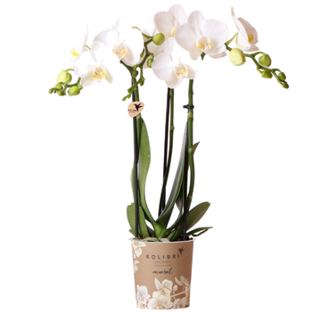 Orchidea bianca e il suo vaso da fiori - h35cm, Ø9cm