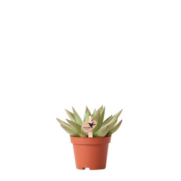 Echeveria Miranda h9cm - succulenta