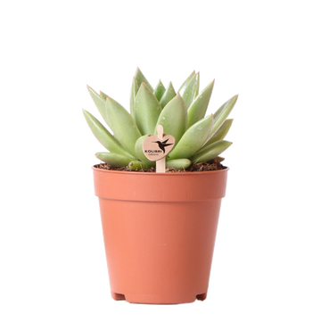Echeveria Miranda h13cm - pianta grassa da interno