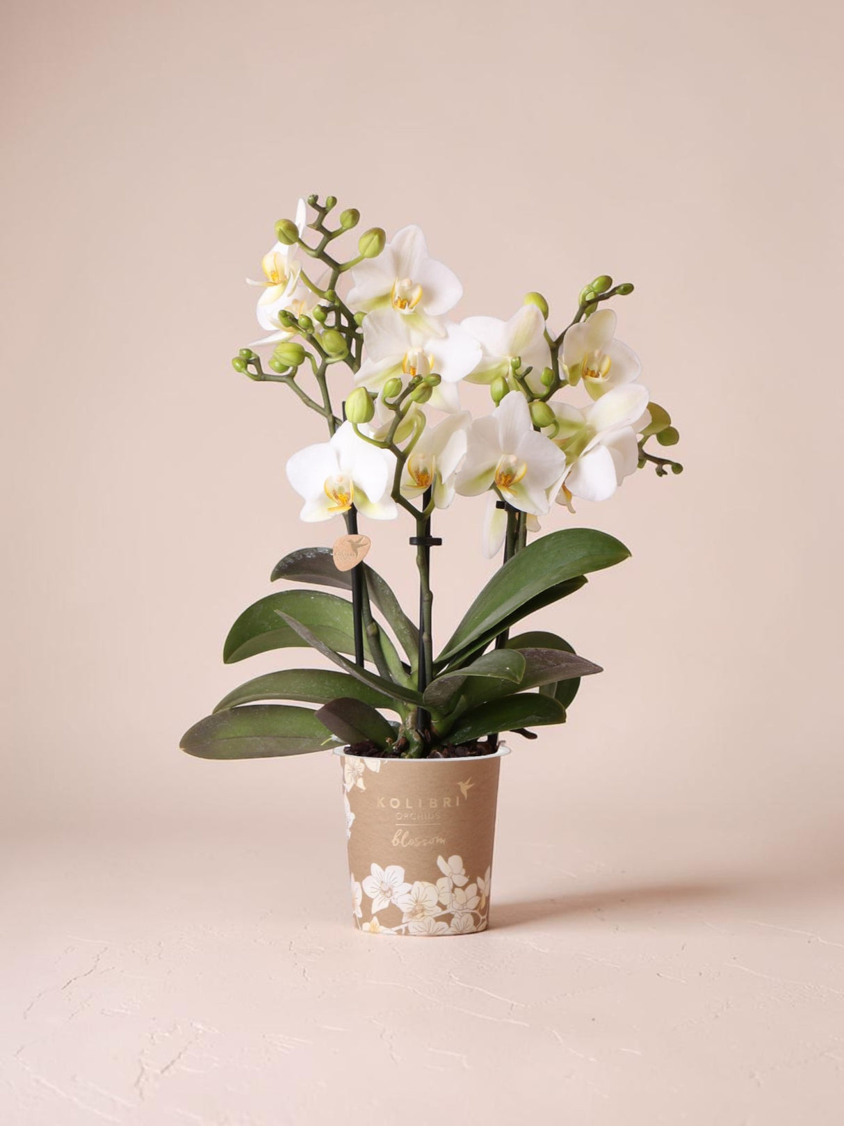 Orchidea bianca - Ø9cm - pianta da interno