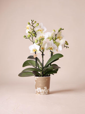 Orchidea bianca - Ø9cm - pianta da interno