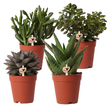 Confezione regalo succulente - Set di 4 piante, h20cm