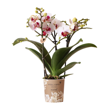 Orchidea bianca e rosa - Ø9 cm - pianta da interno