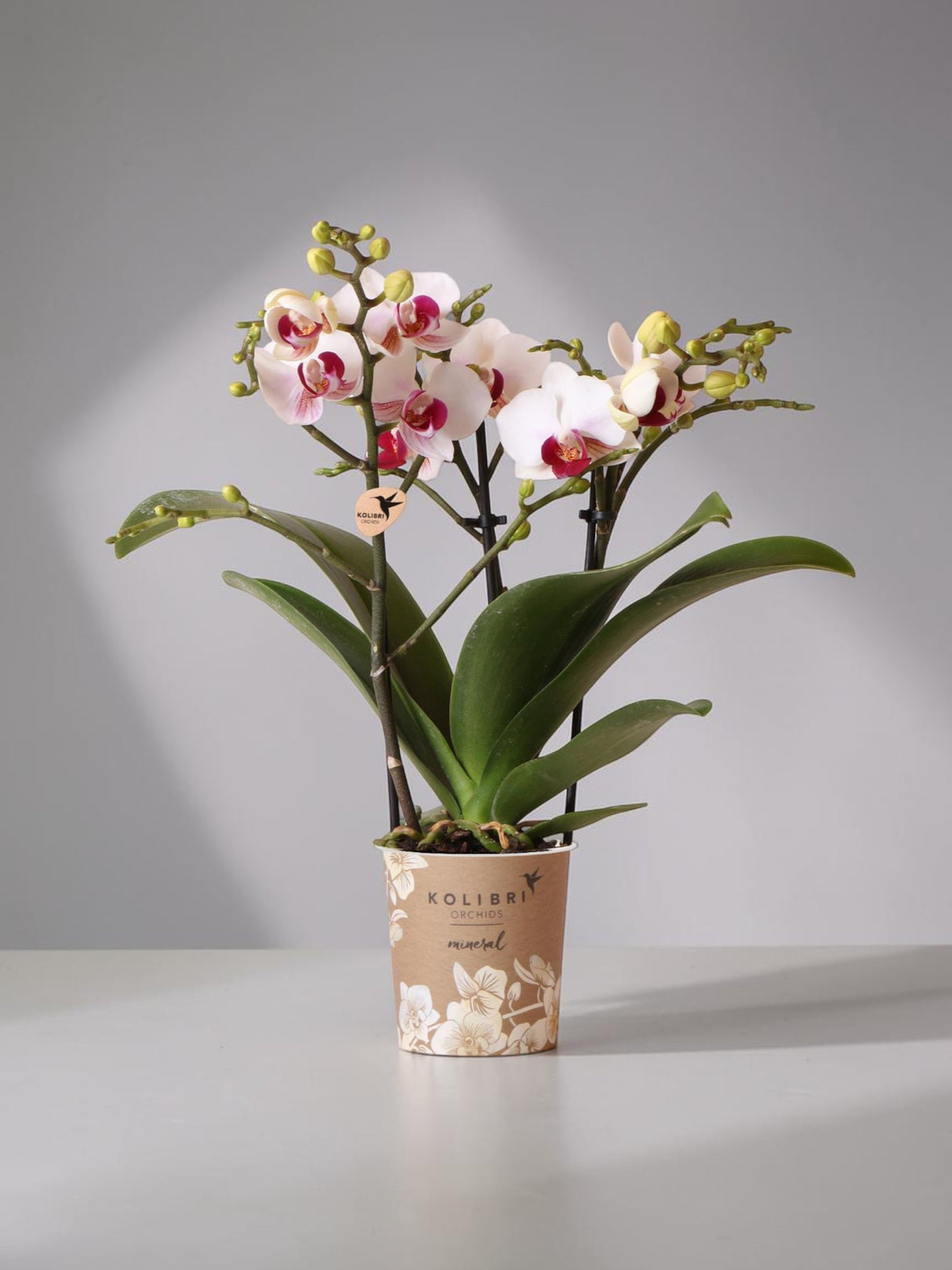 Orchidea bianca e rosa - Ø9 cm - pianta da interno