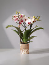 Orchidea bianca e rosa - Ø9 cm - pianta da interno