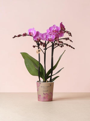 Orchidea rosa - Ø9cm - pianta da interno