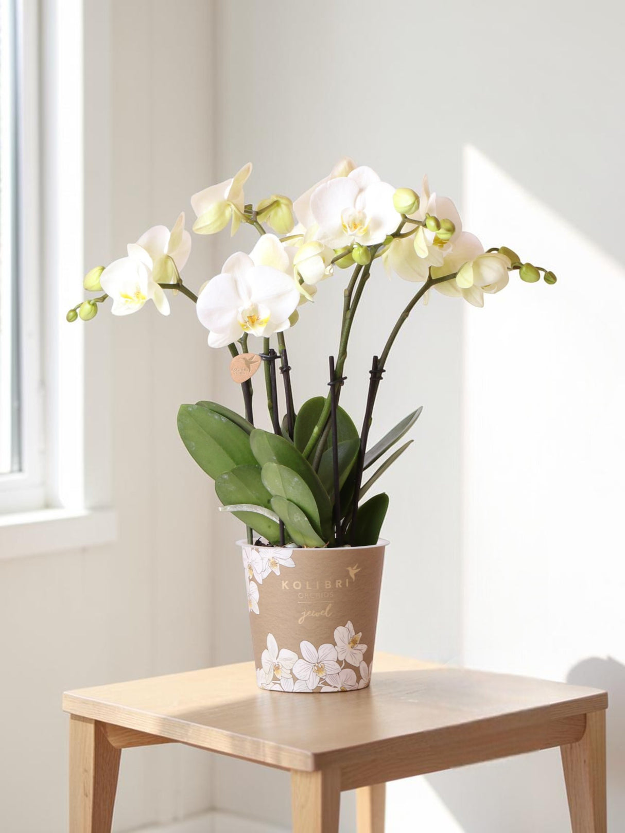 Orchidea bianca - Ø12cm - pianta da interno
