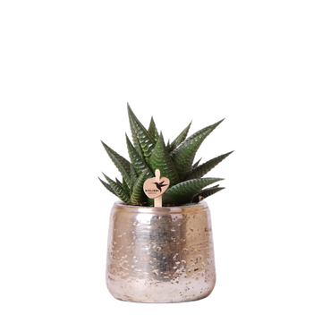Haworthia Limifolia e la sua fioriera d'argento