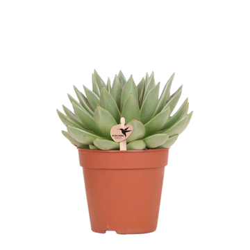 Echeveria Miranda h20cm - pianta grassa da interno