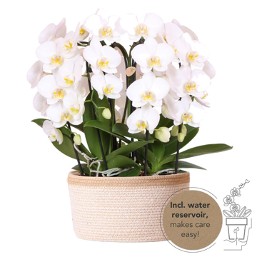Bouquet di orchidee bianche in cestino di cotone con serbatoio per l'acqua