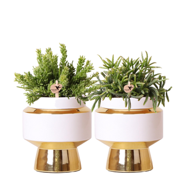 Duo Rhipsalis e i suoi vasi dorati