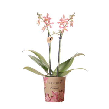 Orchidea ragno arancione in vaso - Pianta d'appartamento fiorita