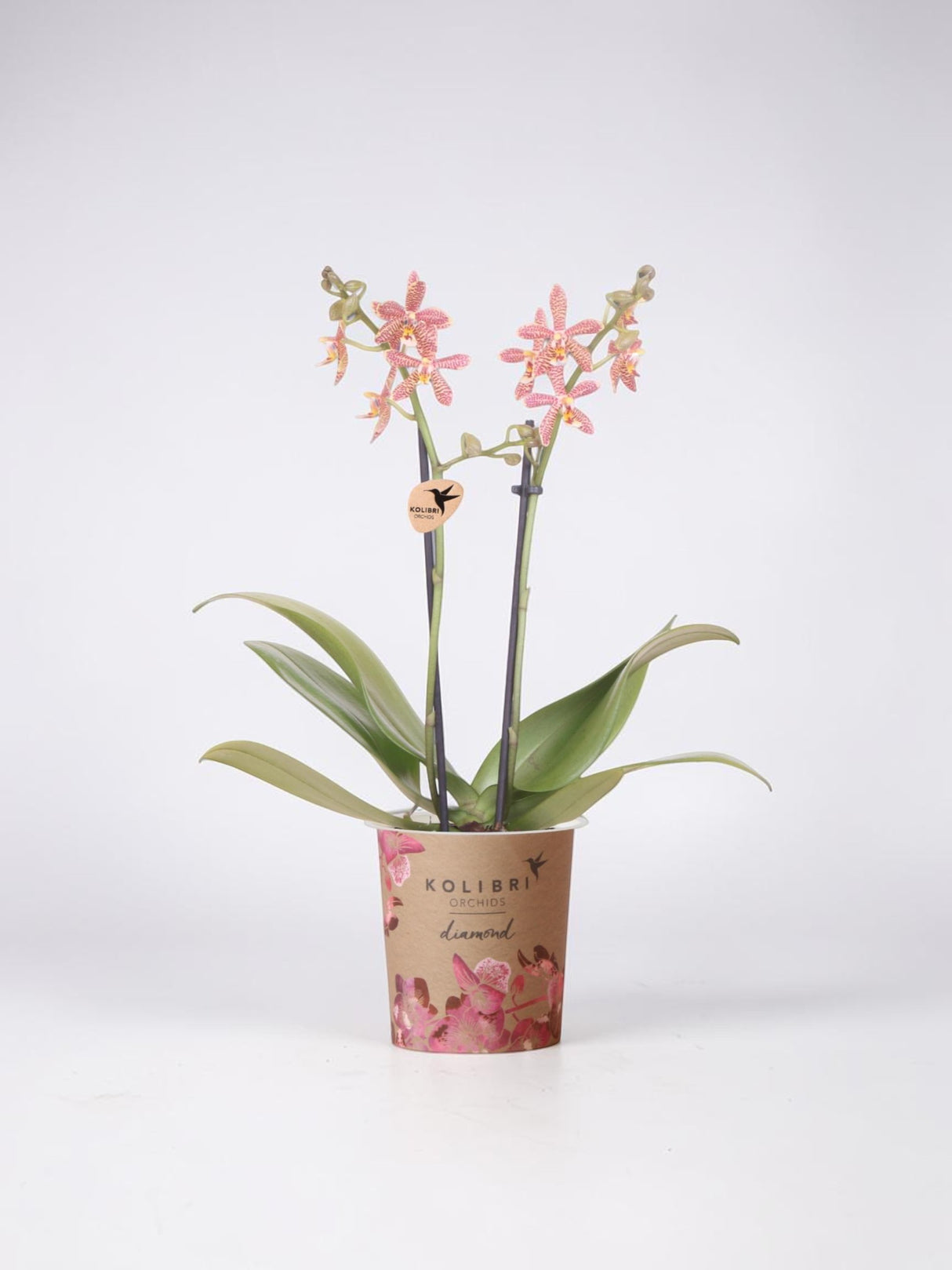 Orchidea ragno arancione in vaso - Pianta d'appartamento fiorita