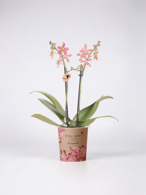 Orchidea ragno arancione in vaso - Pianta d'appartamento fiorita