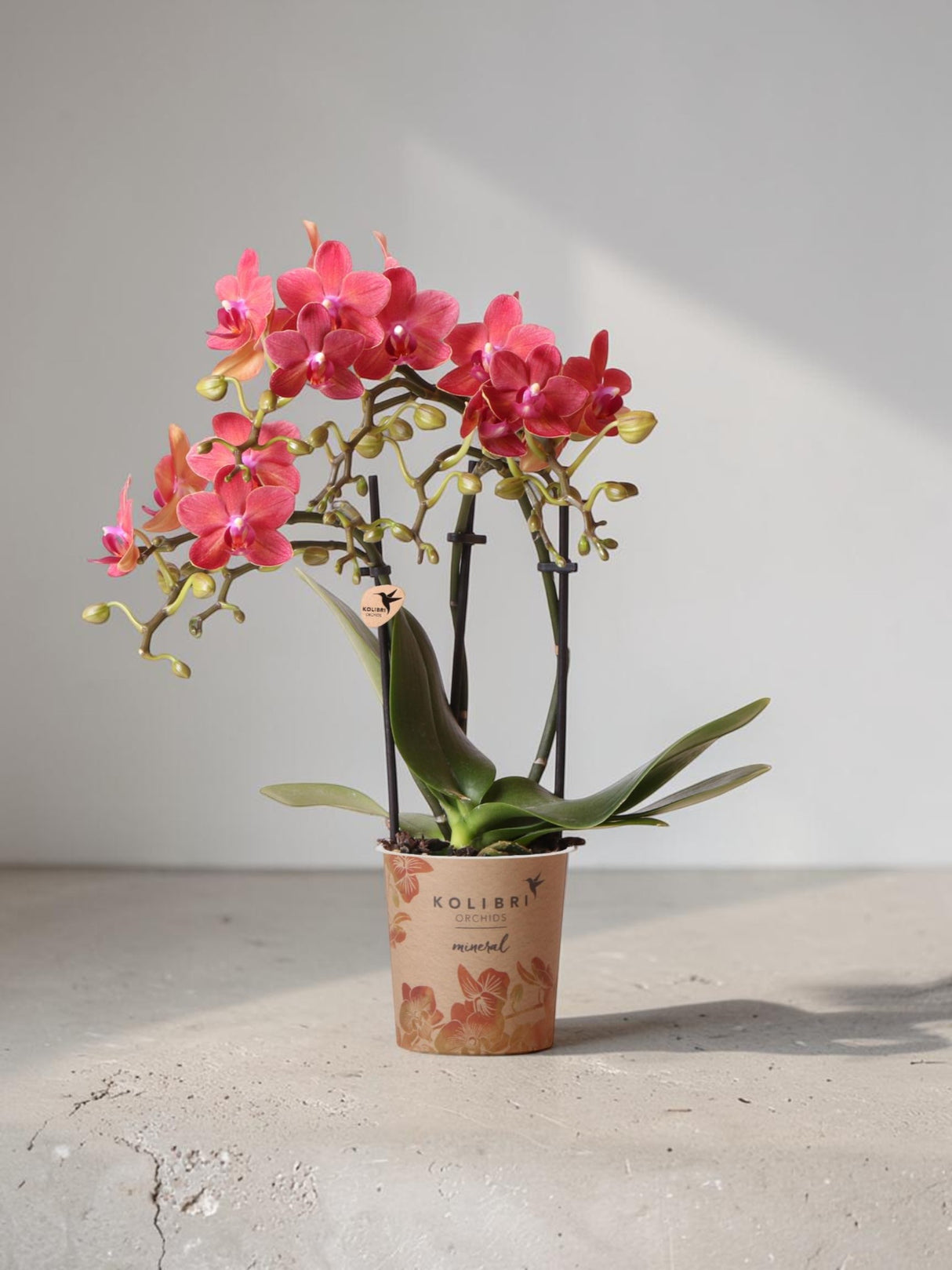 Orchidea Phalaenopsis rossa - Congo - pianta d'appartamento fiorente