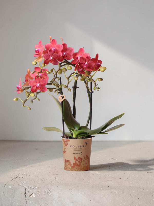 Orchidea Phalaenopsis rossa - Congo - pianta d'appartamento fiorente