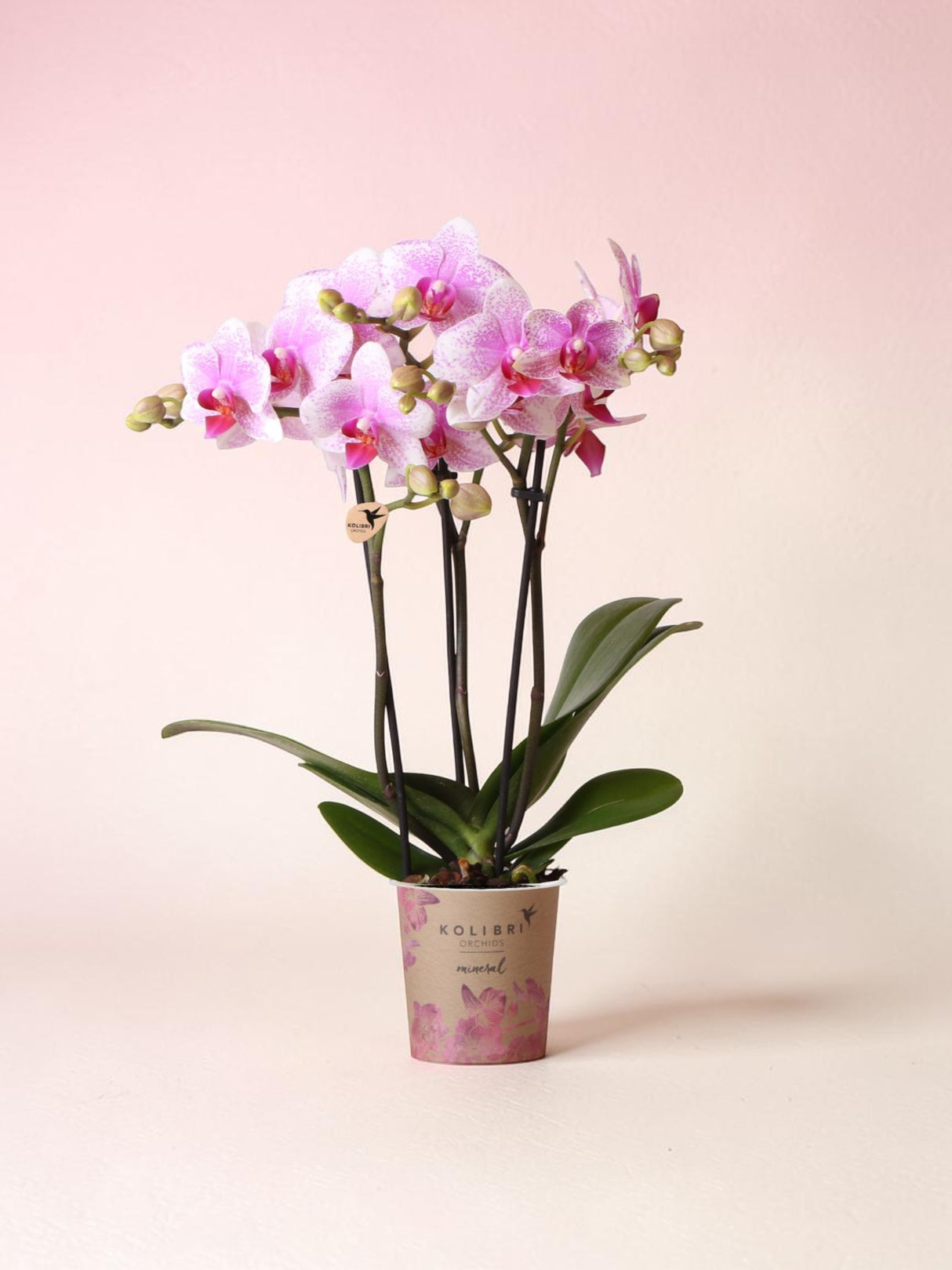 Orchidea Phalaenopsis rosa - Minerale Rotterdam