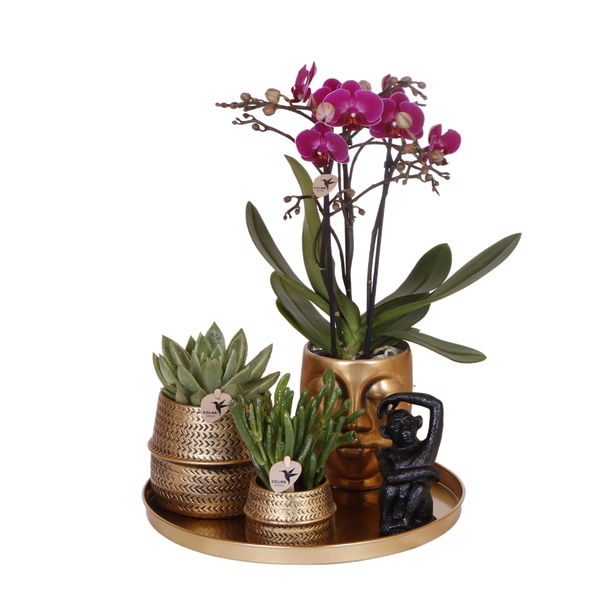 Livraison plante Gift set Hotel Chic | Orchidée Phalaenopsis Pourpre et Succulentes