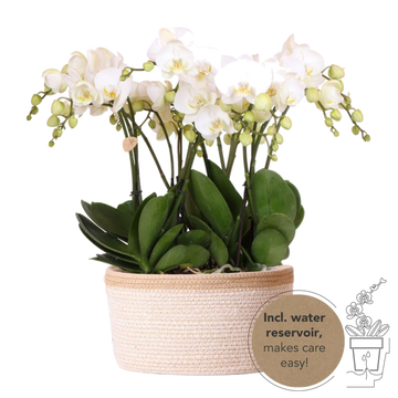 Cesto in cotone con 3 orchidee bianche e irrigazione integrata