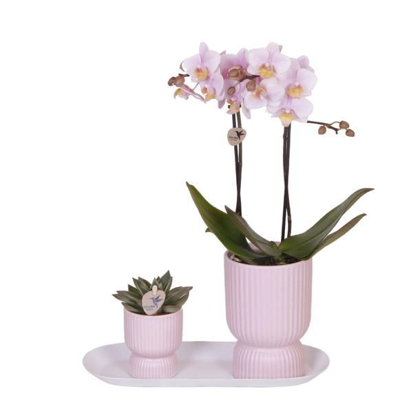 Livraison plante Set d'Orchidées Phalaenopsis Roses en Pots Roses sur Plateau Blanc