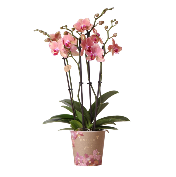 Livraison plante Orchidée Phalaenopsis Orange - Rose Jewel Pirate Picotee