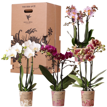 Scatola a sorpresa: 4 orchidee varie di fascia alta