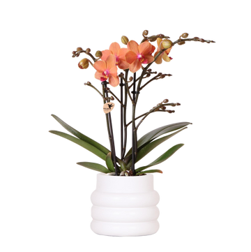 Orchidea di Bolzano in vaso Bubble bianco