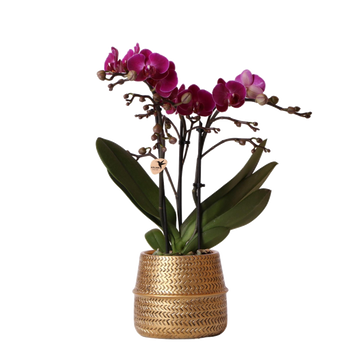 Morelia Orchidea viola e il suo vaso