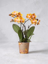 Orchidea Phalaenopsis arancione - Jewel Las Vegas - Pianta da fiore