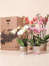 Scatola Sorpresa Orchidea - 4 varietà