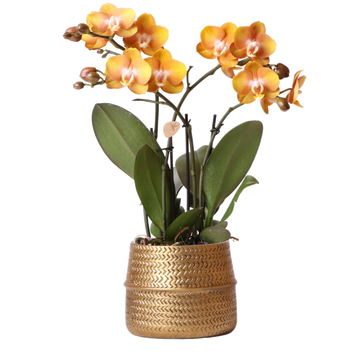 Orchidea ocra e il suo vaso
