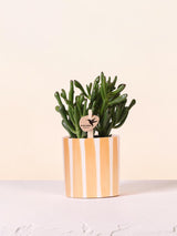 Succulente Crassula Hobbit + vaso Painted Stripe arancione