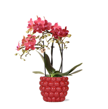Orchidea rossa del Congo con vaso di perle di diamanti