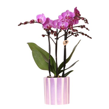 Orchidea phalaenopsis viola 'Vienna' + vaso striato lilla