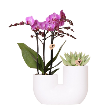 Orchidea viennese e succulenta Miranda in vaso decorativo bianco