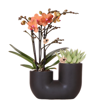 Orchidea e pianta grassa nel design del vaso nero
