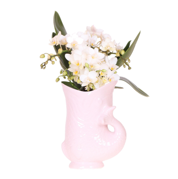 Orchidee Kolibri | Orchidea bianca 'Nazaré' + Vaso per pesci rosa - potmaat Ø9cm | bloeiende kamerplant - vers van de kweker