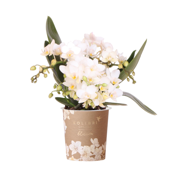 Orchidée Phalaenopsis blanche Botanic Nazaré - pot Ø9 cm