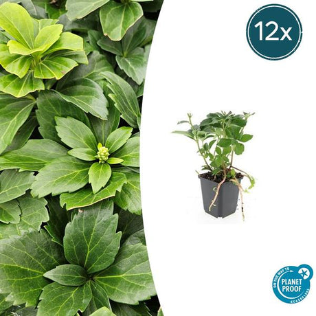 Pachysandre Du Japon (Pachysandra terminalis) 'Terminalis' - vue 8
